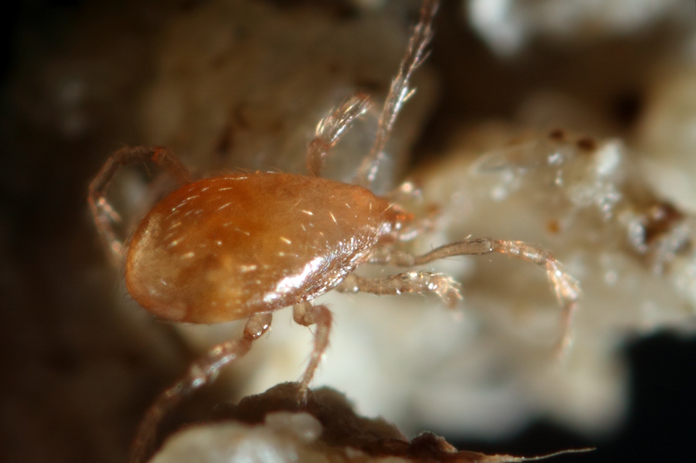 acari di grotta romagnoli: Mesostigmata - Riolo T. (RA)